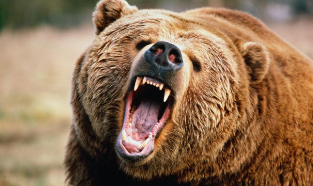 Медведь стал талисманом самбо по версии пользователей официального сайта ФИАС